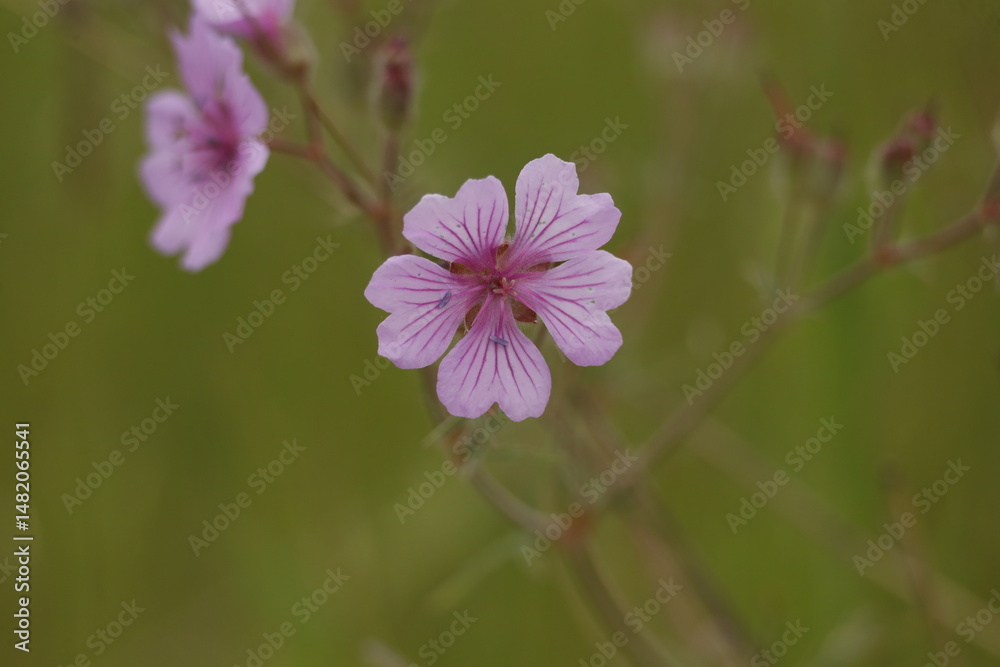 Fototapeta premium flower, nature, pink, plant, purple, garden, flowers, summer, spring, flora, blossom, wild, bloom, macro, beauty, meadow, season, clover, close-up, orchid, field, leaf, closeup, color, herb
