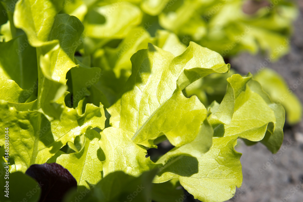 Lettuce leaves growing in a bed, garden.