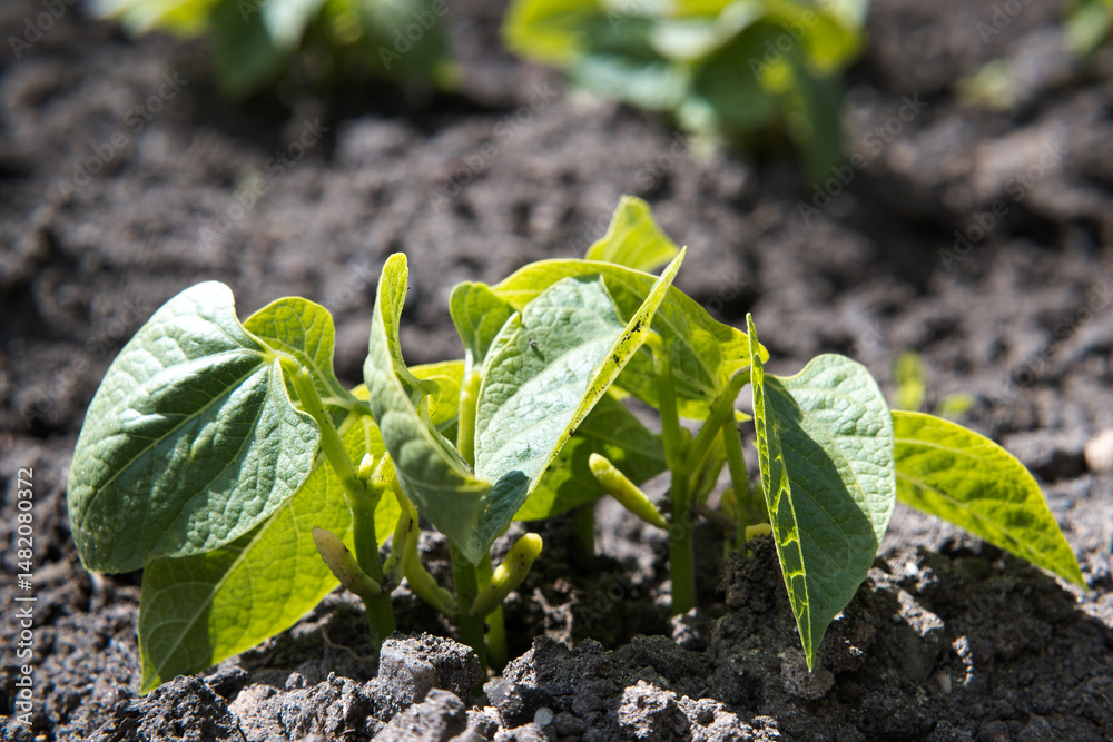 Green beans growing in a bed, garden.