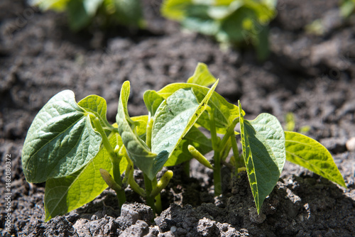 Obraz na płótnie Green beans growing in a bed, garden.
w salonie