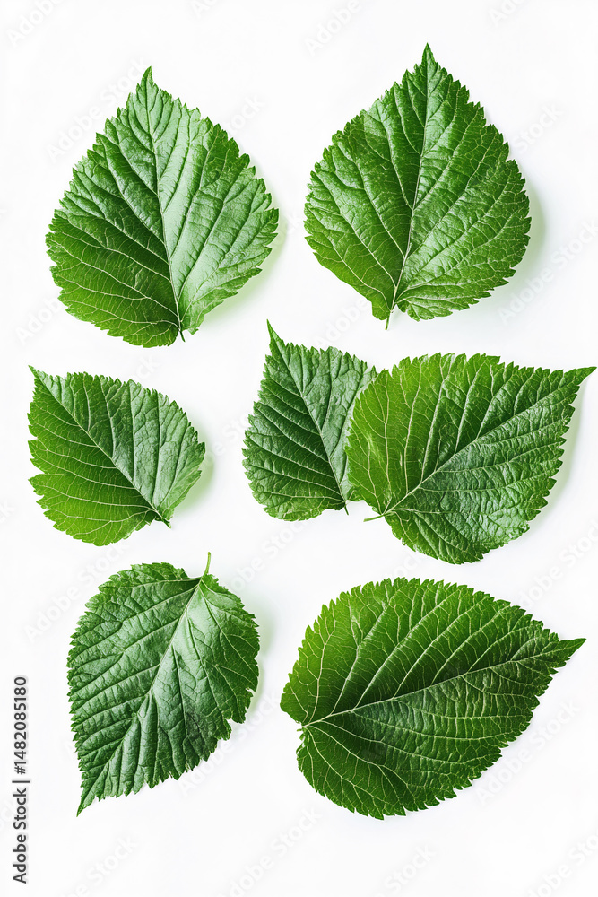 Fototapeta premium mulberry leaves on white background