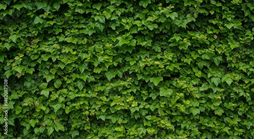 Photo Lush Green Ivy Wall Background Texture