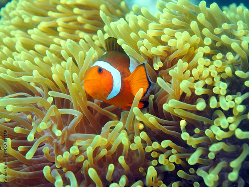 Clownfish in sea anemone at the Perenthian Islands  in Malaysia