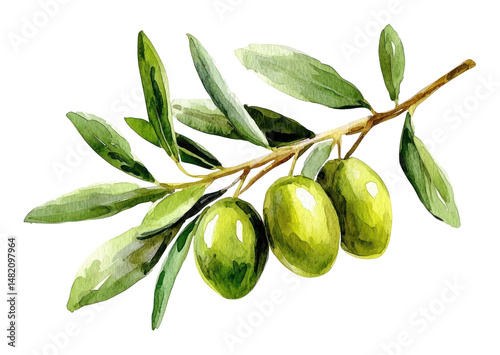 Wallpaper Mural PNG Olive branch illustration watercolor olive. Torontodigital.ca