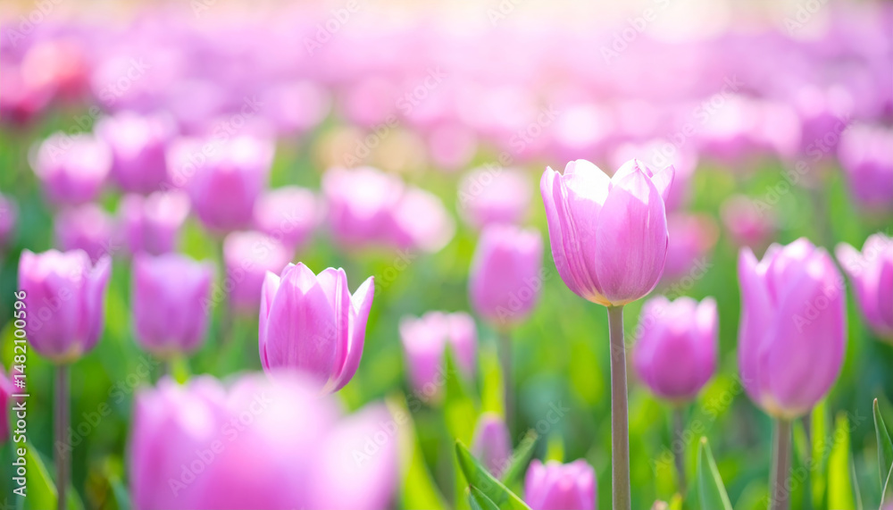 field of light purple tulips creates dreamy atmosphere, with soft sunlight illuminating blossoms and gentle blur enhancing serene beauty of nature field of light purple tulips creates dreamy atmosphere, with soft sunlight illuminating blossoms and gentle blur enhancing serene beauty of nature