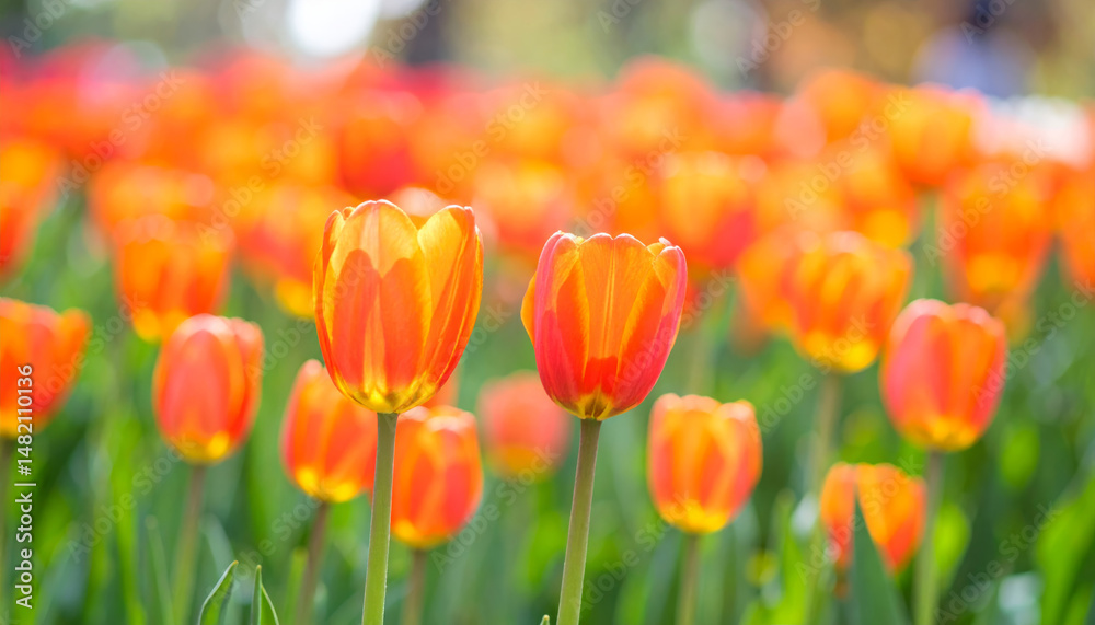 Bright orange tulips bloom in vibrant field, creating stunning visual display. soft focus background enhances beauty of these flowers, evoking feelings of joy and warmth Bright orange tulips bloom in vibrant field, creating stunning visual display. soft focus background enhances beauty of these flowers, evoking feelings of joy and warmth