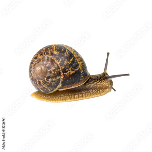close up of snail showcasing its spiral shell and soft body, highlighting its unique texture and colors. This captures essence of nature slow moving creatures, evoking sense of calm and curiosity