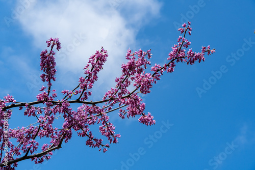 Vibrant tree branch Eastern Redbud, or Eastern Redbud Cercis canadensis adorned with clusters of pink blossoms against backdrop of clear blue sky.