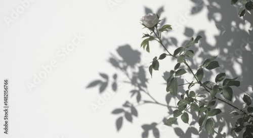 Photo Rose And Leaves Shadow on White Wall