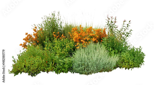 Fototapeta Naklejka Na Ścianę i Meble -  PNG Group of different bushes flowers plants orange.
