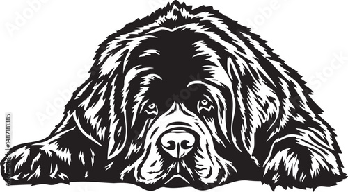 laying newfoundland dog
