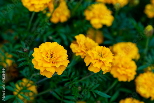 Fototapeta Naklejka Na Ścianę i Meble -  Yellow marigolds (tagetes) in the summer garden. Close up
