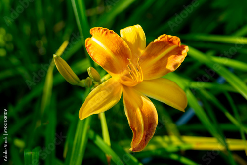 Fototapeta Naklejka Na Ścianę i Meble -  A blooming daylily in the summer garden. Close up
