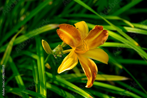 Fototapeta Naklejka Na Ścianę i Meble -  A blooming daylily in the summer garden. Close up
