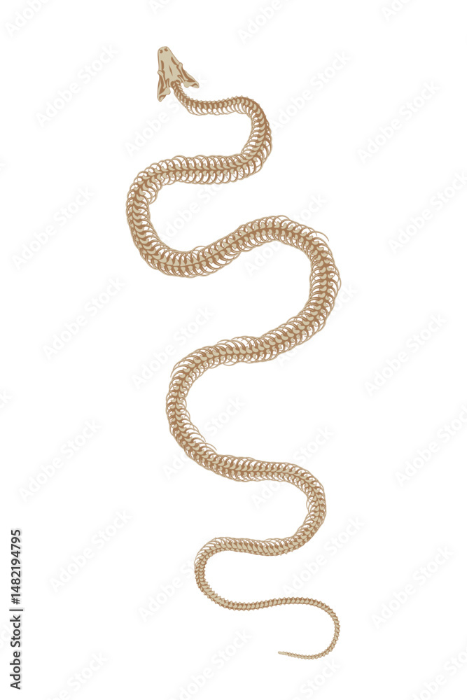 Fototapeta premium Skeletal system of animals. Snake bone structure isolated on a white background.