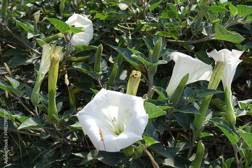 4 white flowers and buds of Datura innoxia in mid September photo