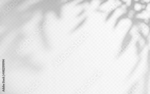 Shadow overlay from a tree branch isolated on a transparent background.