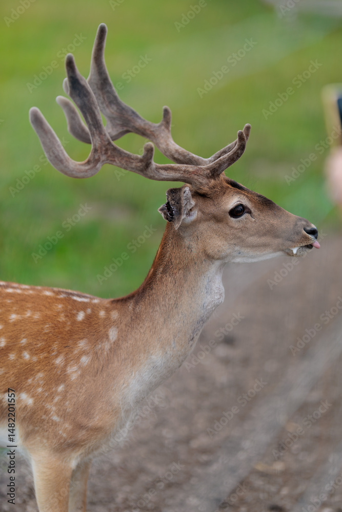 Obraz premium A deer and fawns in a forest and a park on a summer day
