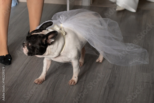Wedding day. The bride's favorite dog is dressed in a veil