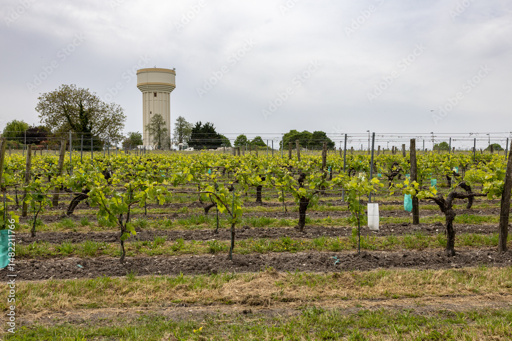 custom made wallpaper toronto digitalvineyards in France