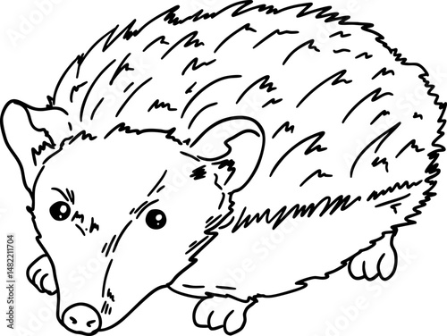 hand drawn sketch hedgehog