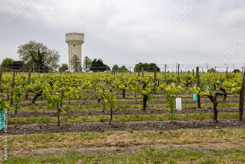 Wallpaper Mural vineyards in France Torontodigital.ca