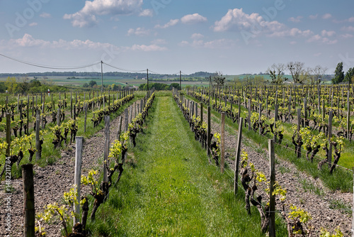 Wallpaper Mural vineyards in France Torontodigital.ca