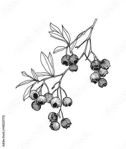 Elegant vector illustration of a hand-drawn blueberry branch. Perfect for botanical designs, nature-themed projects, and organic labels. Black and white line art for versatility.