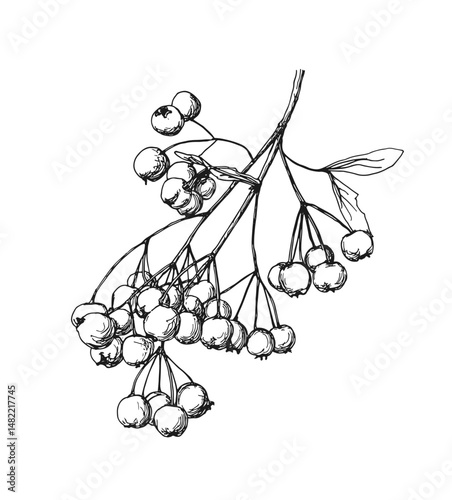An intricate vector illustration of a realistic berry branch, ideal for nature-themed designs, botanical projects, or organic branding. Perfect for eco-friendly and sustainable concepts.