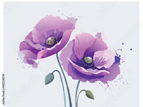 Beautiful purple poppy flower illustration on white background