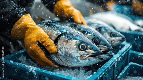 Fresh tuna being handled