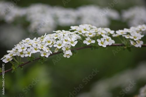 White flowers of spirea close-up. Flowering bush of meadowsweet. photo