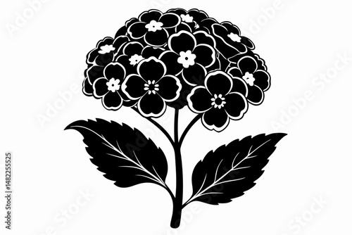 lantana silhouette line art vector illustration with a white background