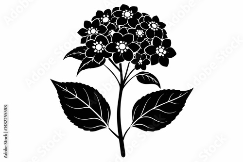 lantana silhouette line art vector illustration with a white background
