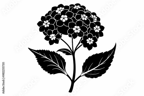 lantana silhouette line art vector illustration with a white background