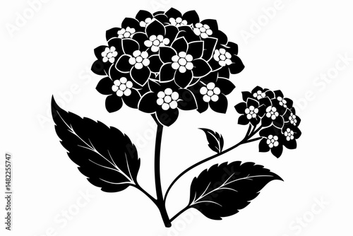 lantana silhouette line art vector illustration with a white background
