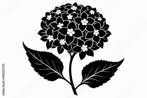 lantana silhouette line art vector illustration with a white background