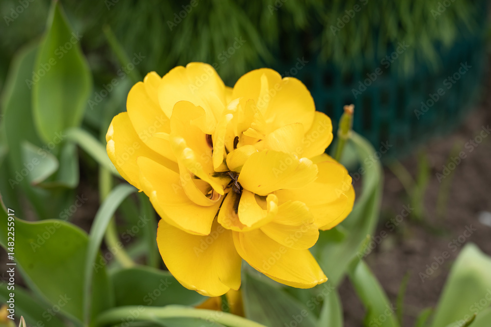 Fototapeta premium Yellow terry tulip, Yellow Pomponette