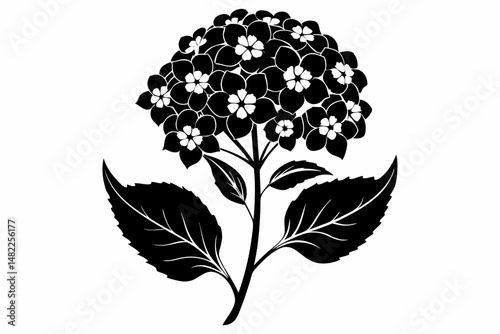 lantana silhouette line art vector illustration with a white background