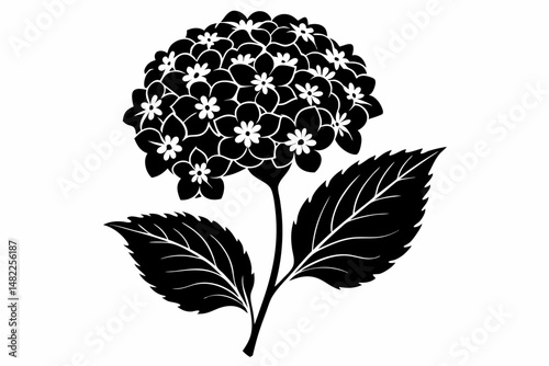 lantana silhouette line art vector illustration with a white background