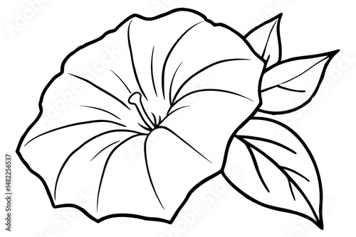 morning glory silhouette line art vector illustration with a white background