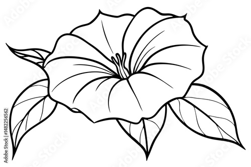 morning glory silhouette line art vector illustration with a white background