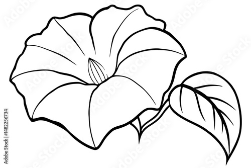 morning glory silhouette line art vector illustration with a white background