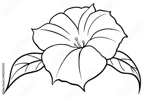 morning glory silhouette line art vector illustration with a white background
