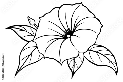 morning glory silhouette line art vector illustration with a white background