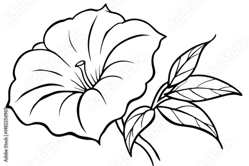 morning glory silhouette line art vector illustration with a white background