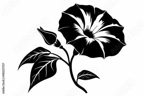 morning glory silhouette line art vector illustration with a white background