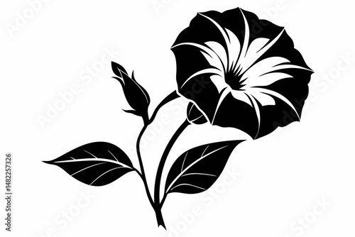 morning glory silhouette line art vector illustration with a white background