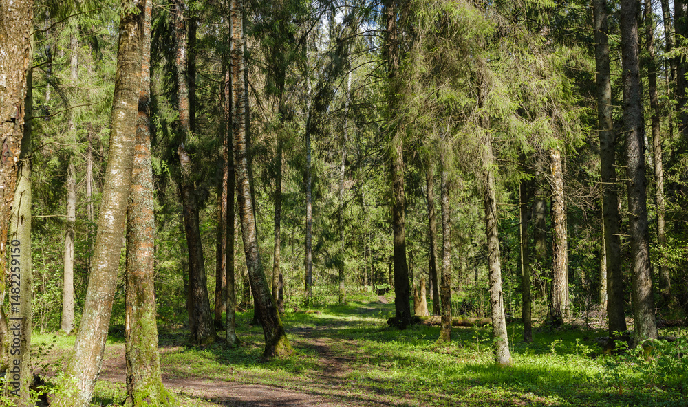 Naklejka premium path among the trees in the forest