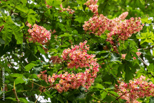 Blossoming red horse-chestnut tree in springtime